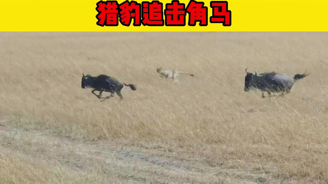 沙漠猎狗速度与耐力巅峰对决视频！