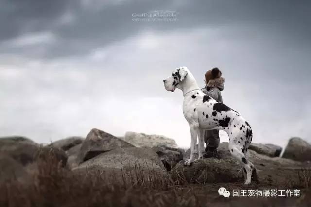 宠物卫士全方位守护，专业价格一览无余